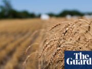 ‘The worst time for wheat’: US farmers face losses to extreme heat and drought | Farming