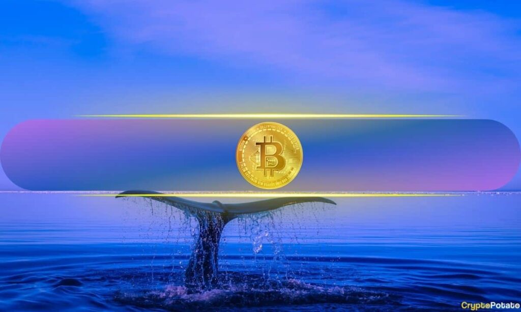 Bitcoin’s Biggest Holders Are Accumulating Again: What Are Whales Preparing For?