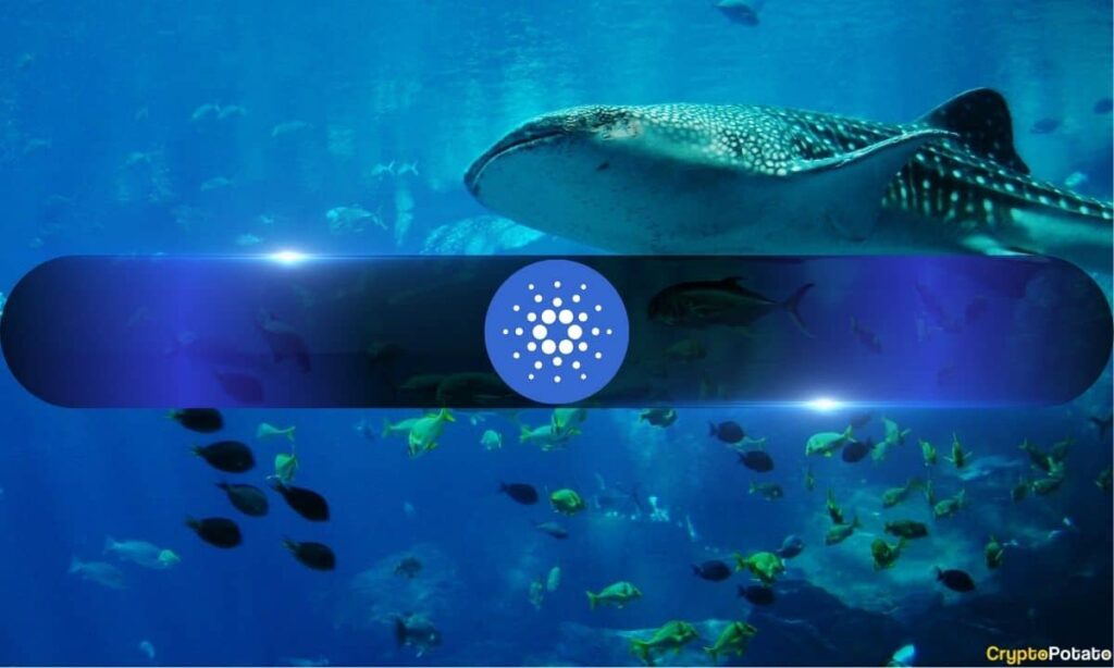 Cardano Whales Keep Buying as ADA Crashes 71% in 9 Months