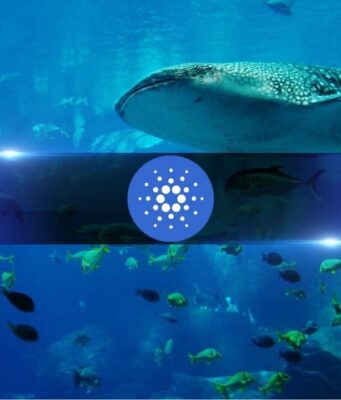 Cardano Whales Keep Buying as ADA Crashes 71% in 9 Months Cardano Whales Keep Buying as ADA Crashes 71% in 9 Months