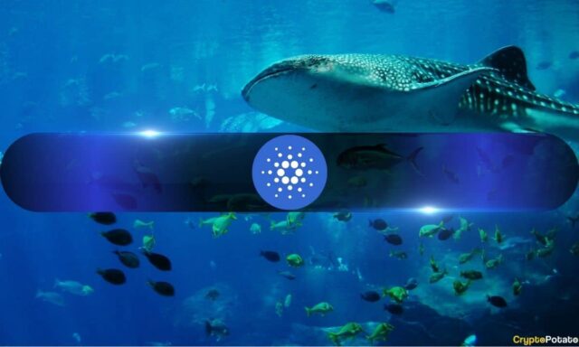Cardano Whales Keep Buying as ADA Crashes 71% in 9 Months