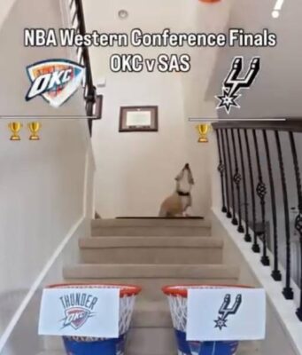 Thunder-Spurs Game 7 prediction from the corgi who picked every game of the series correctly so far Thunder-Spurs Game 7 prediction from the corgi who picked every game of the series correctly so far