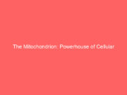 The Mitochondrion: Powerhouse of Cellular Vitality and Longevity