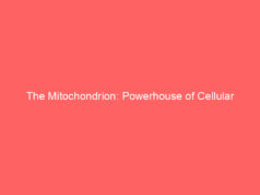 The Mitochondrion: Powerhouse of Cellular Vitality and Longevity
