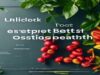 Unlock Your Best Self: Simple Steps for Optimizing Gut Health