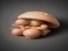 How Functional Mushrooms For Brain Health Are Changing Your Daily Routine