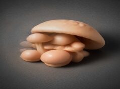 How Functional Mushrooms For Brain Health Are Changing Your Daily Routine