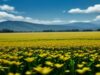 The Next Big Thing in Crypto: Why Solana’s Growth is Unstoppable