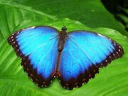 Zama Links Confidential Morpho Vaults to Private Swaps