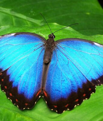 Zama Links Confidential Morpho Vaults to Private Swaps