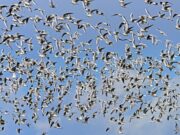 The Next Drone-Swarm Risk Begins When The Network Comes Back – OpEd