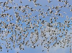 The Next Drone-Swarm Risk Begins When The Network Comes Back – OpEd