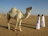 Beyond Hormuz: How Saudi Arabia’s Oil-Route Redundancy Is Being Tested – Analysis