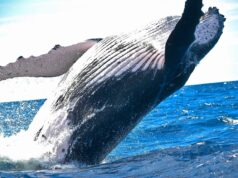 Haruko Fixes Breach Affecting 15 Crypto Clients