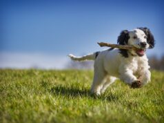 Fetch.ai, NuNet Linked in Reported $2M Exploit