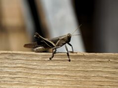 Why Cricket Has the Deepest Board at Dexsport