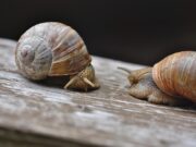 Kalshi Denies CFTC Probe Over Ether Perpetual Trades