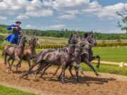 Horse Racing With Bitcoin: Place Terms and Race Rules Explained