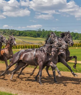 Horse Racing With Bitcoin: Place Terms and Race Rules Explained