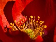 Afghanistan Reduced Opium Production: What Was The Impact On Drug Trafficking? – Analysis