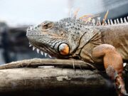NYFF64: Godzilla Minus Zero, A Man of His Time, Yesterday Girl