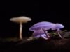 How Functional Mushrooms Can Help You Boost Your Daily Energy