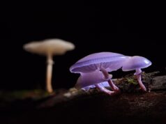 How Functional Mushrooms Can Help You Boost Your Daily Energy