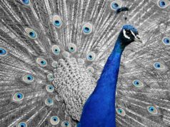 ESMA Reviews Tokenized Collateral for EU Clearing