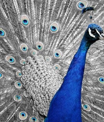 ESMA Reviews Tokenized Collateral for EU Clearing